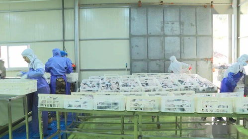 節(jié)后復(fù)工忙 東山這些產(chǎn)品訂單已火爆